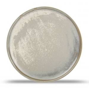 Bord plat diam. 22,5cm. groen Usko F2D