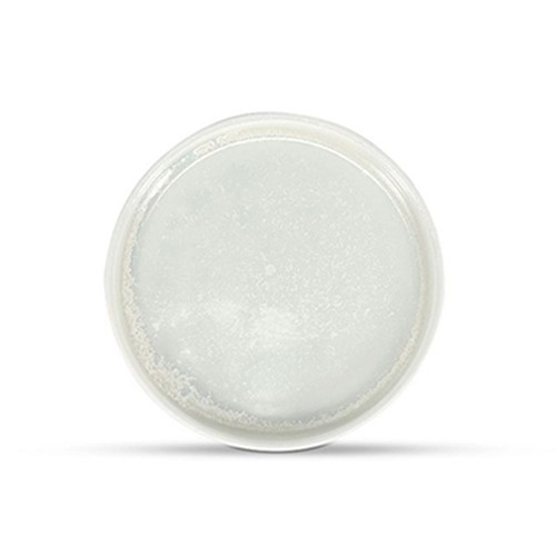 Bord plat diam. 13,5cm. hgt. 2cm frost wit Ceres F2D